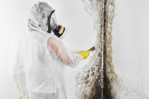 Best Toxic Mold Removal  in Burnt Mills, MD