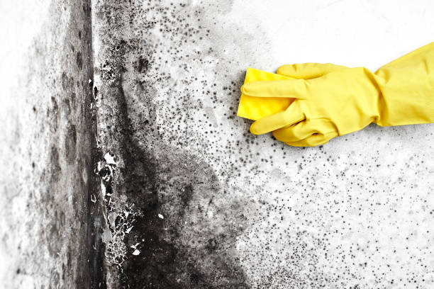 Best Mold Remediation  in Burnt Mills, MD