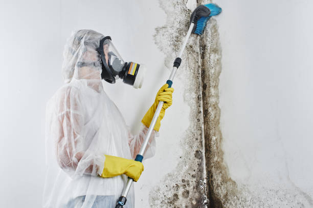 Attic Mold Removal in Burnt Mills, MD