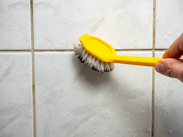  Burnt Mills, MD Mold Removal Pros
