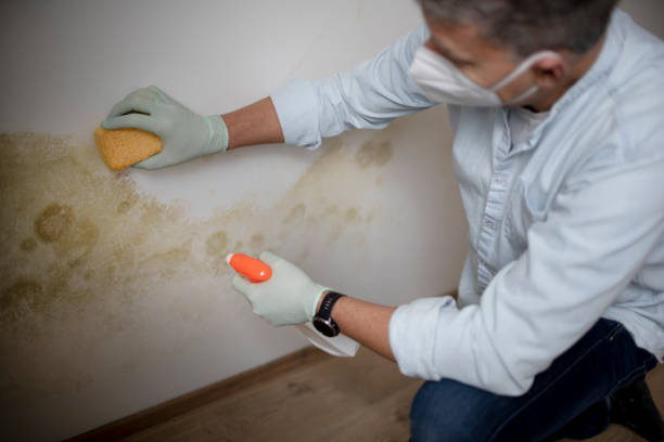 Best Fast Mold Removal  in Burnt Mills, MD