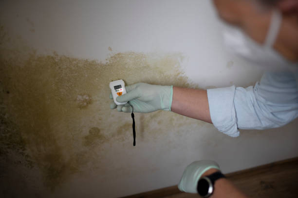 Best Mold Testing  in Burnt Mills, MD
