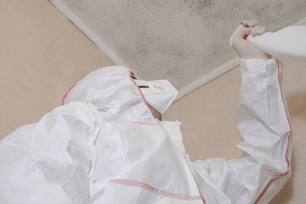 Home Mold Removal in Burnt Mills, MD
