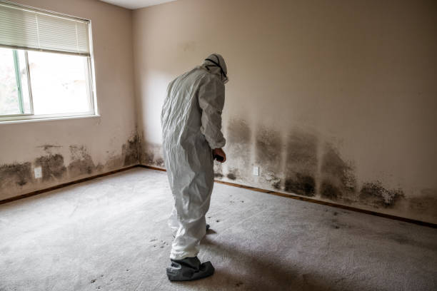 Best Emergency Mold Removal  in Burnt Mills, MD