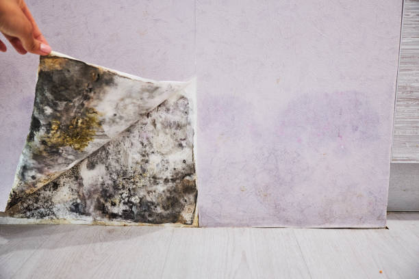 Mold Removal Process in Burnt Mills, MD